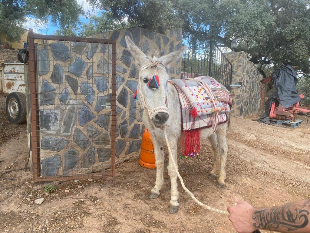 Casa Rural Quejigo Con Piscina سانتا أولالا ديل كالا المظهر الخارجي الصورة